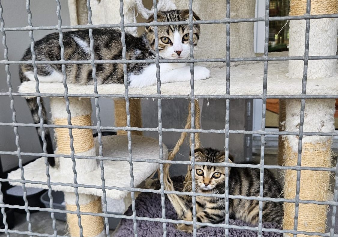 Vorschau-Social-Day-Katzen
